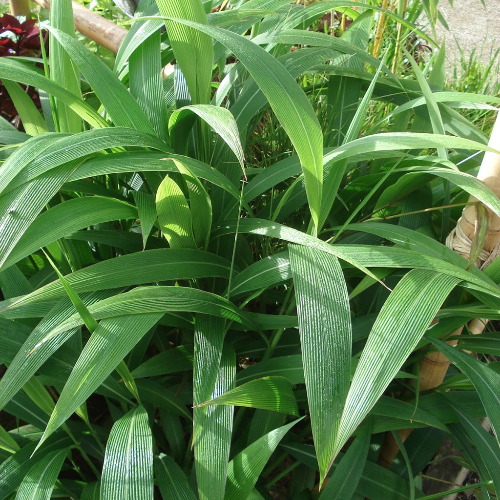 Setaria palmifolia - Palmen-Gras