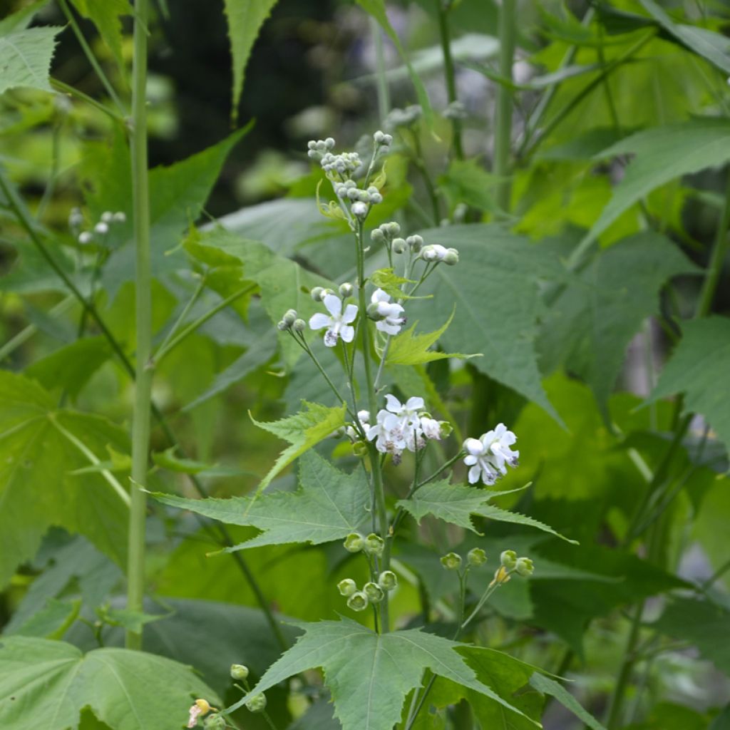 Sida hermaphrodita - Virginiamalve