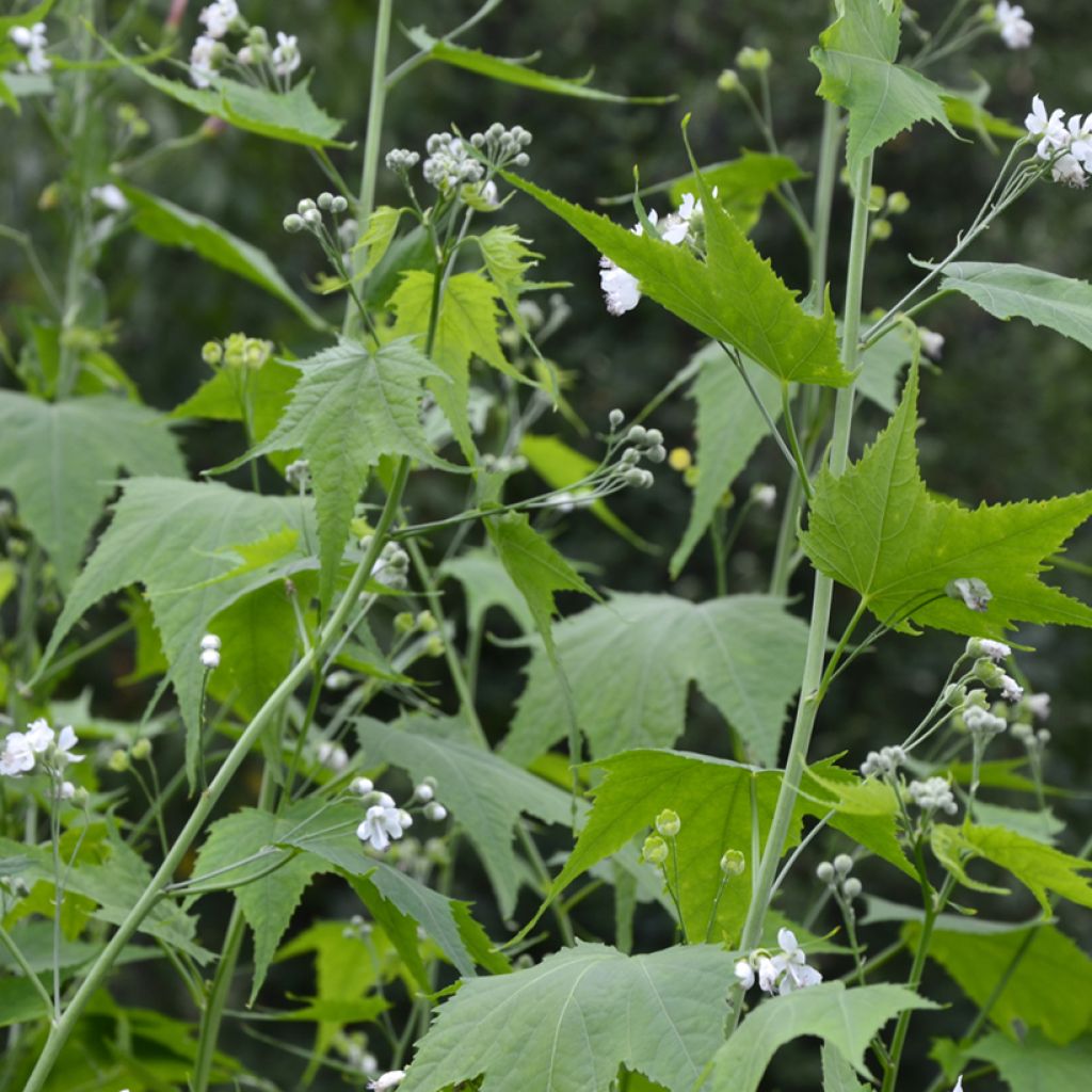 Sida hermaphrodita - Virginiamalve