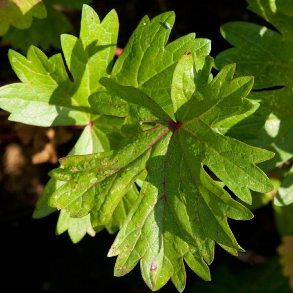 Sidalcea ou sidalcée candida