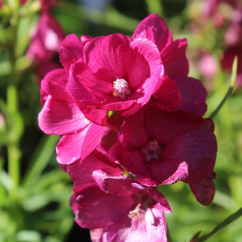 Sidalcea oregana Brilliant - Sidalcée