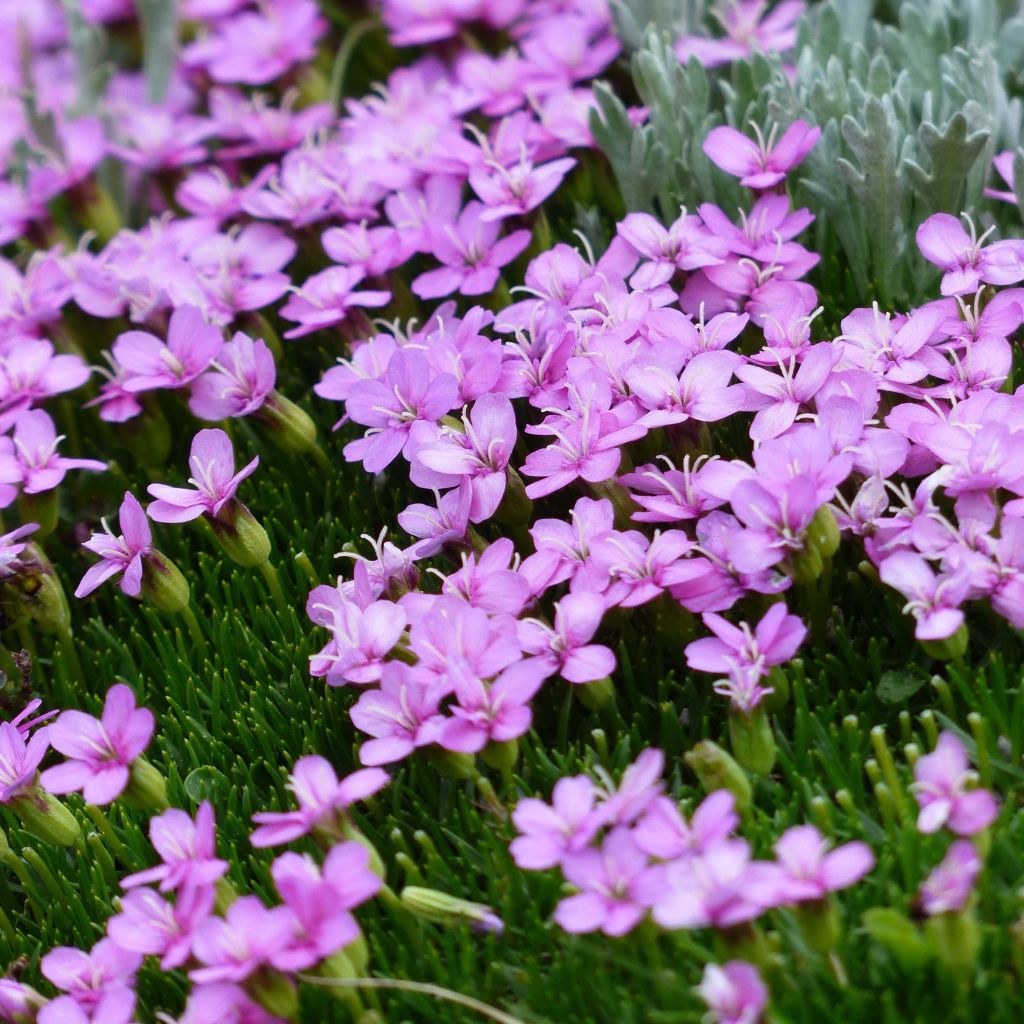 Stängelloses Leimkraut - Silene acaulis