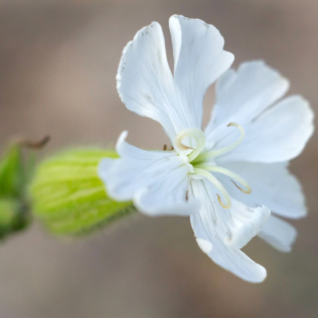 Weiße Lichtnelke (Samen) - Silene latifolia subsp. alba