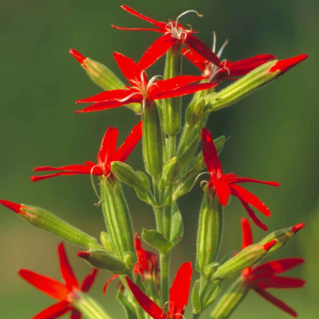 Prächtiges Leimkraut - Silene regia