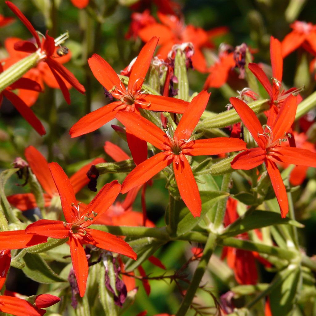 Silene regia - Silène royal