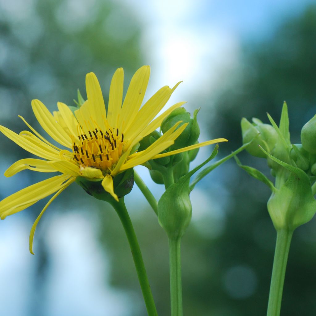 Silphium laciniatum - Kompaßpflanze