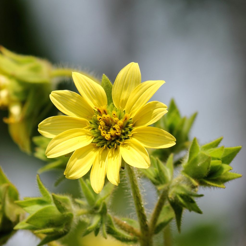 Silphium mohrii - Colophane de Mohr