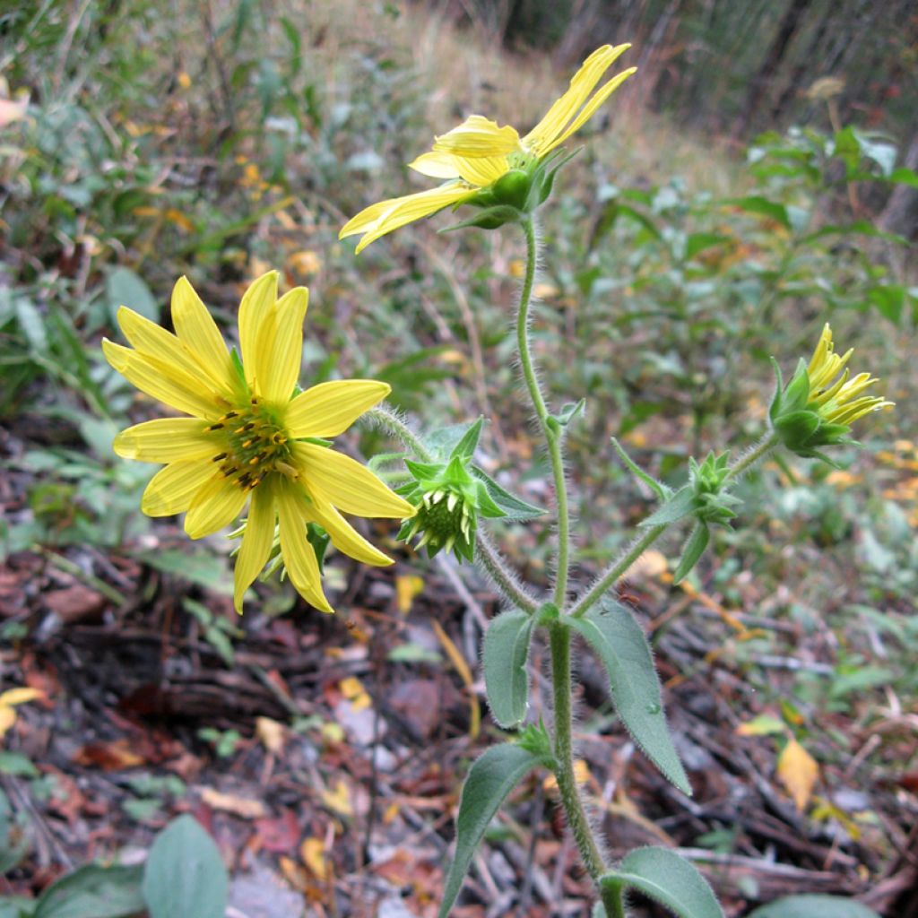 Silphium mohrii - Kompaßpflanze