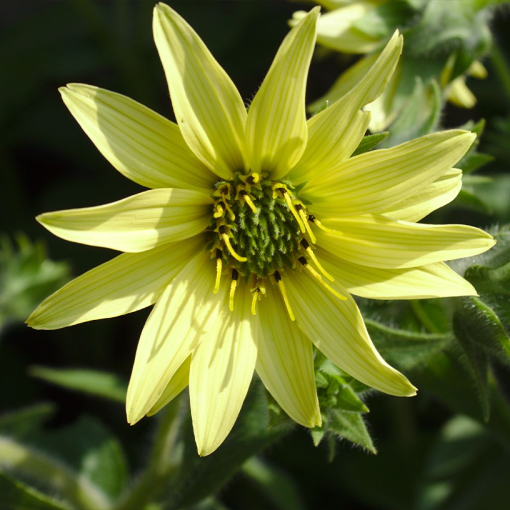 Silphium mohrii - Kompaßpflanze