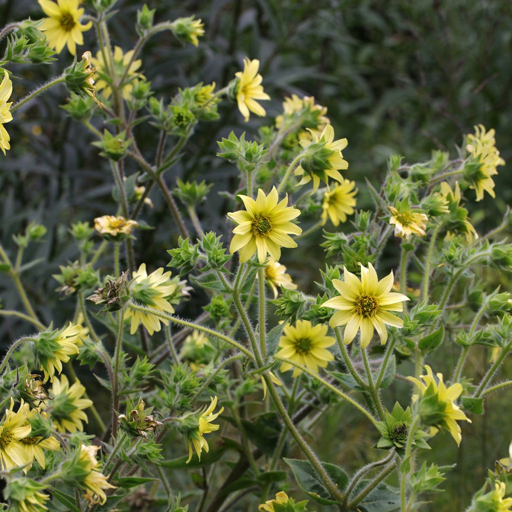 Silphium mohrii - Kompaßpflanze