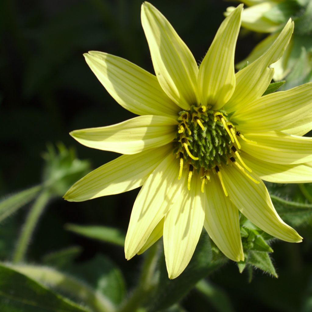 Silphium mohrii - Kompaßpflanze