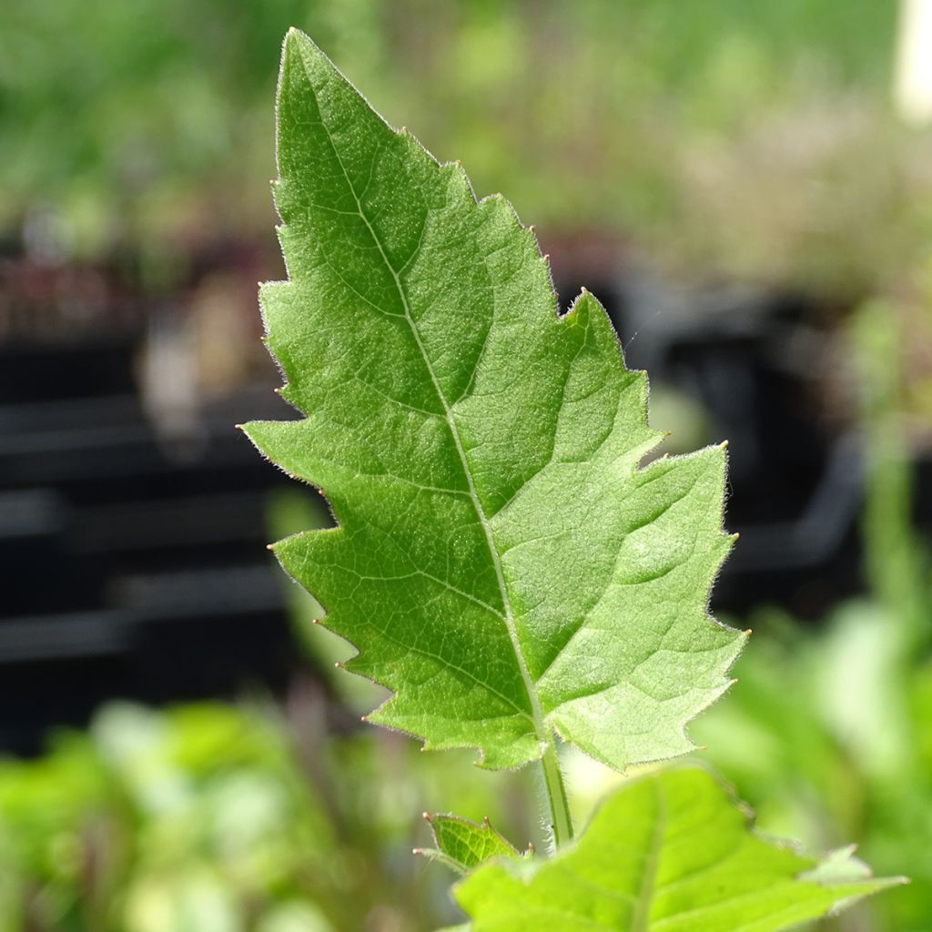 Silphium perfoliatum