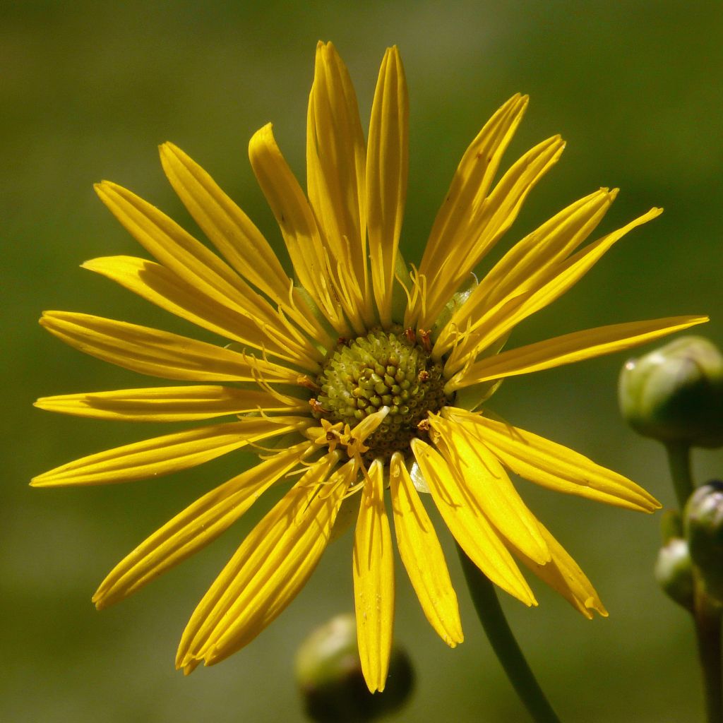 Silphium terebinthinaceum - Becherpflanze