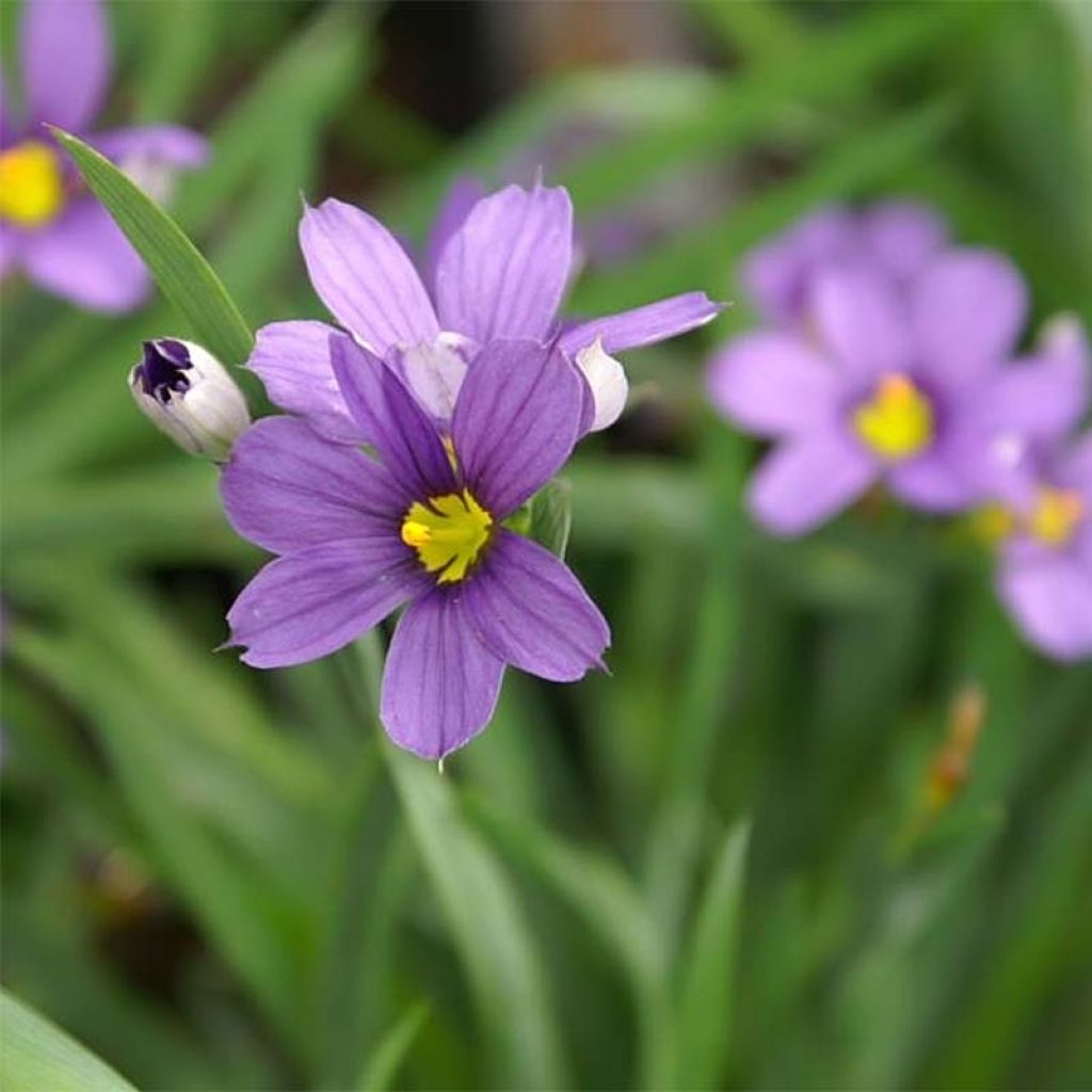 Sisyrinchium angustifolium Lucerne - Schmalblättriges Blauaugengras