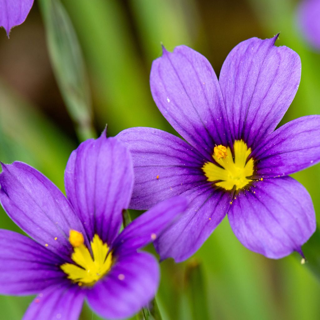 Sisyrinchium angustifolium Lucerne - Schmalblättriges Blauaugengras