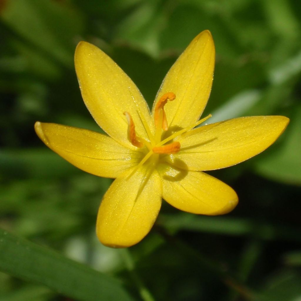 Sisyrinchium californicus - Binsenlilie