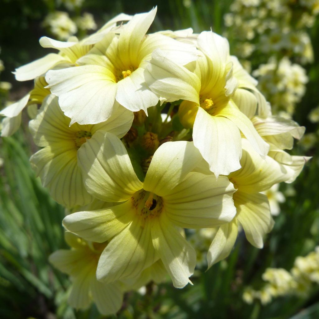 Sisyrinchium striatum - Binsenlilie