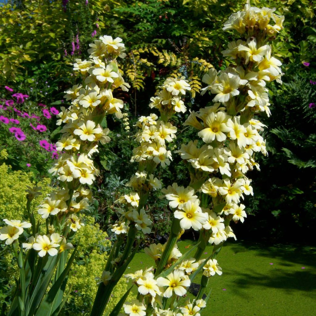 Sisyrinchium striatum - Binsenlilie