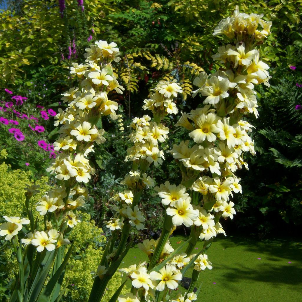 Sisyrinchium striatum Aunt May - Binsenlilie