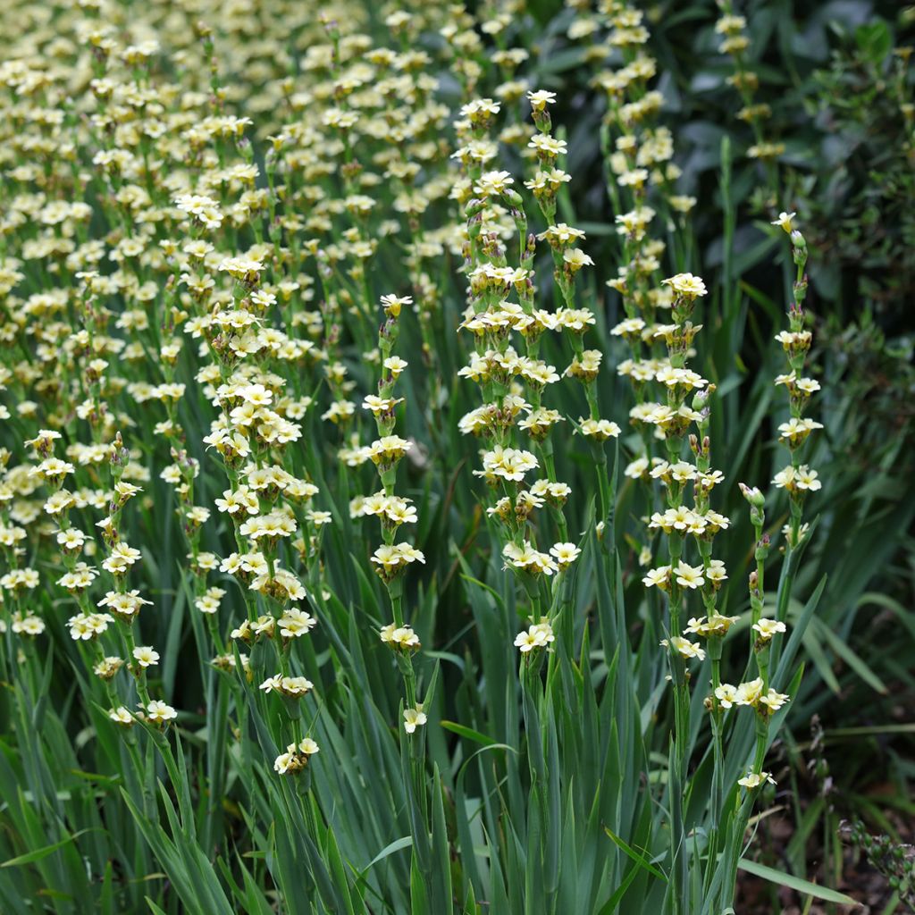 Sisyrinchium striatum - Binsenlilie