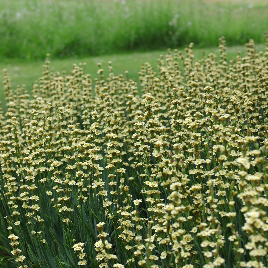 Sisyrinchium striatum - Binsenlilie