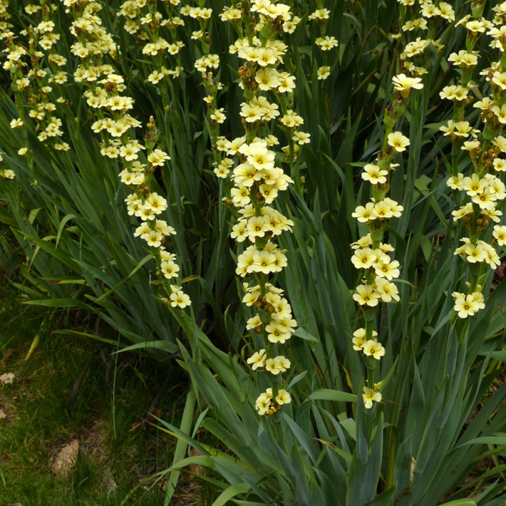 Sisyrinchium striatum - Binsenlilie