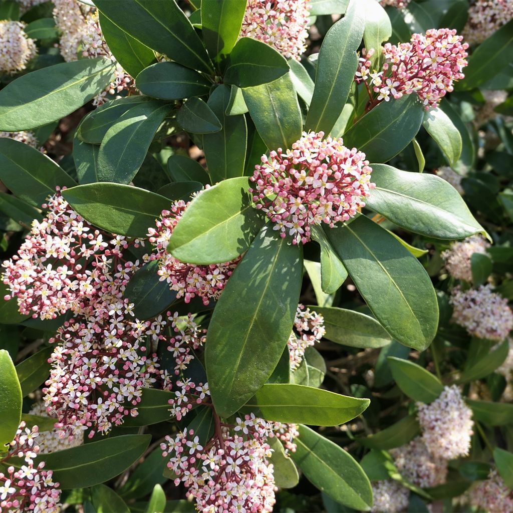 Skimmia japonica Godrie's Dwarf