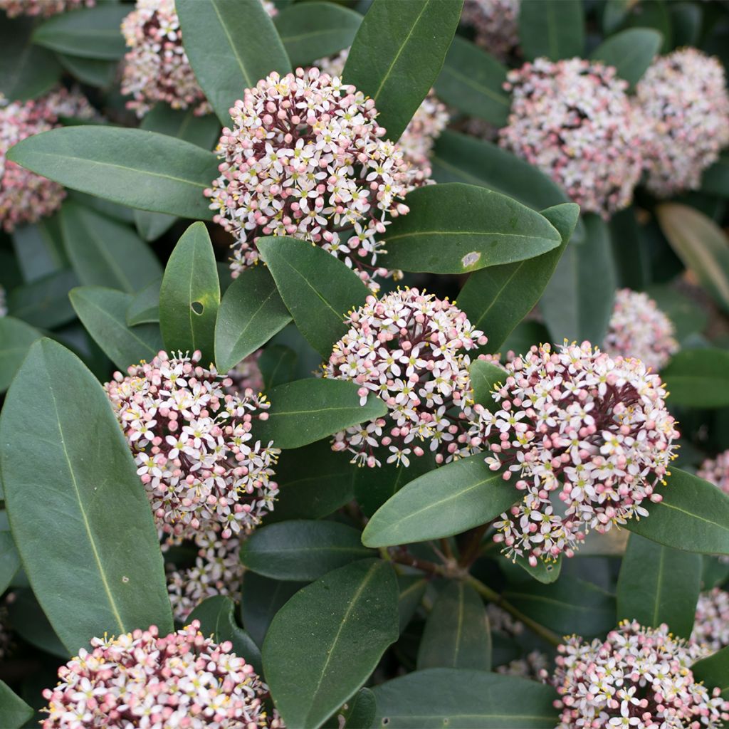 Skimmia japonica Godrie's Dwarf