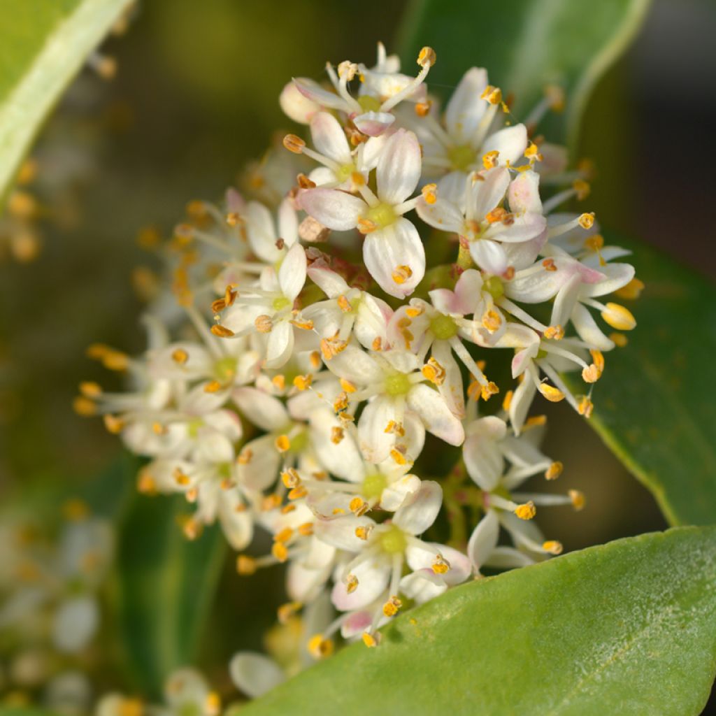 Skimmia japonica 'Marlot'