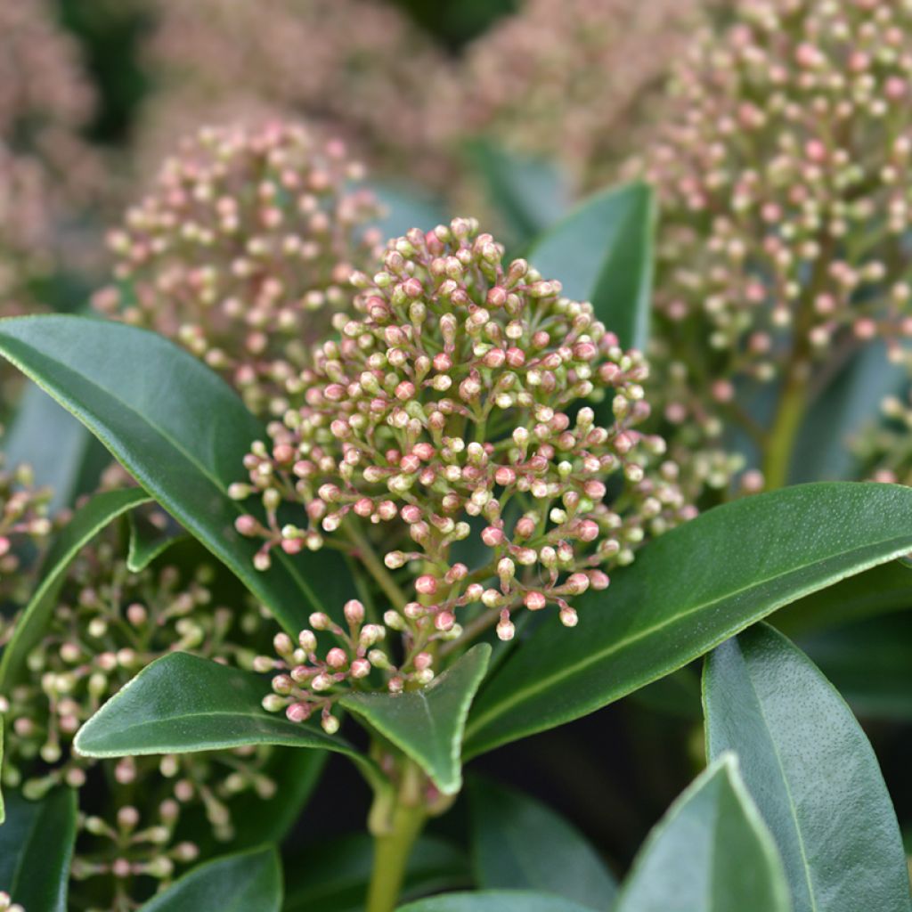 Skimmia japonica 'Marlot'