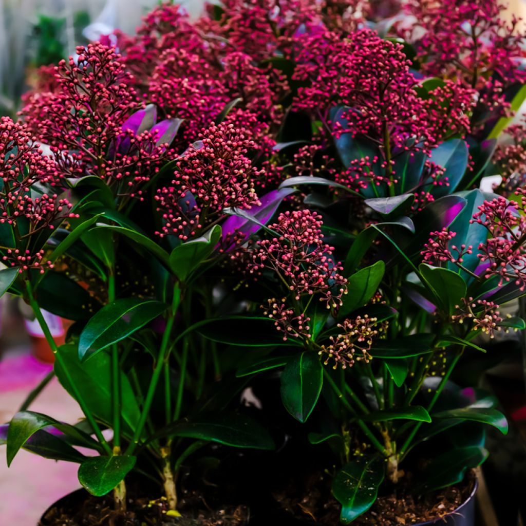 Skimmia japonica Pabella