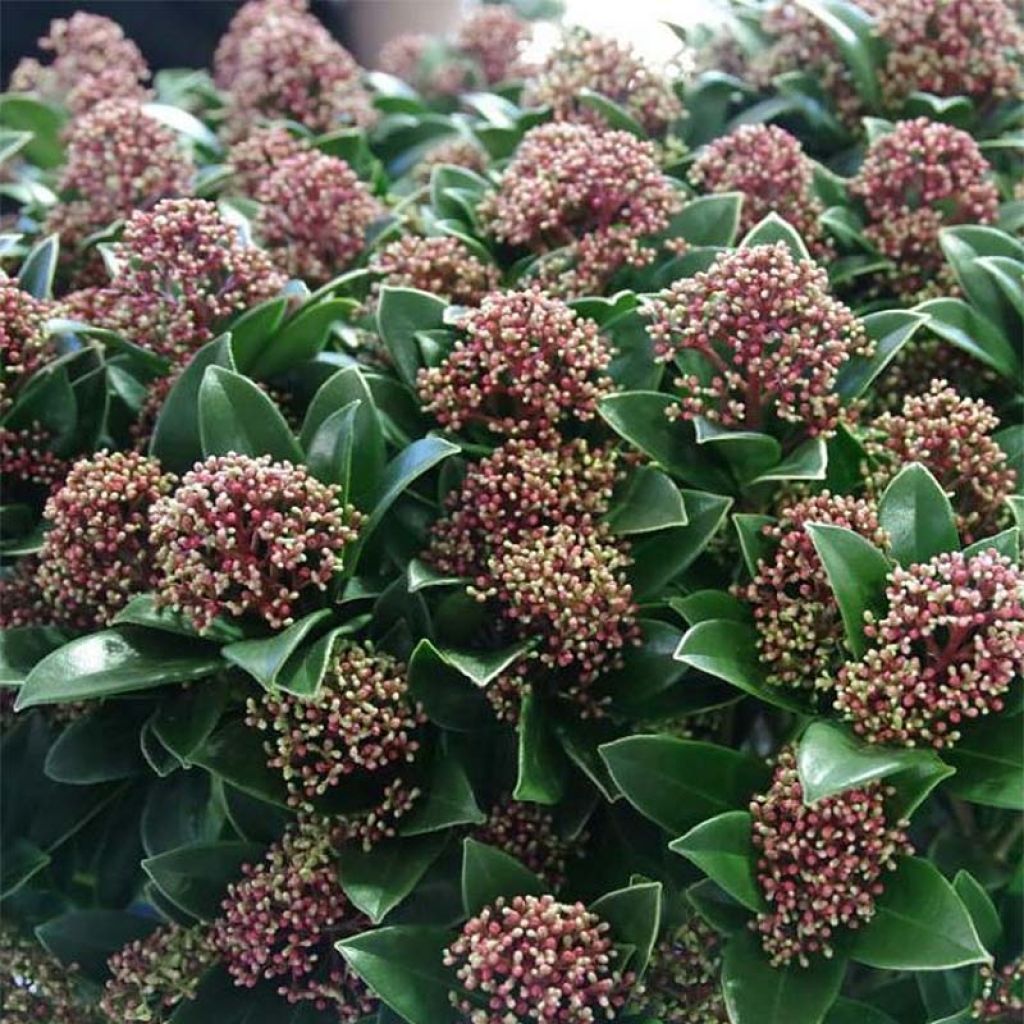 Skimmia japonica Pink Dwarf