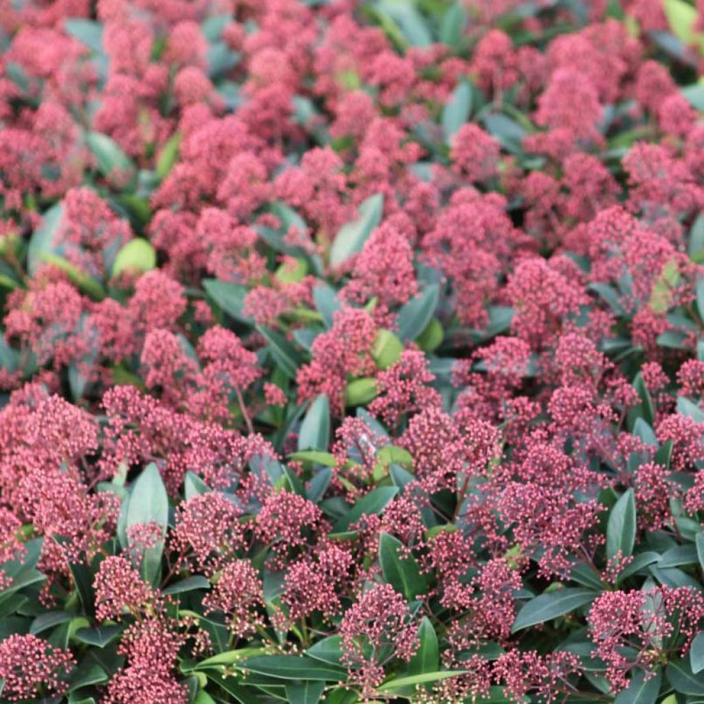 Skimmia japonica Rubella