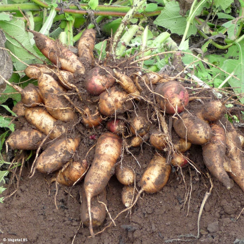 Yacón Red - Smallanthus sonchifolius