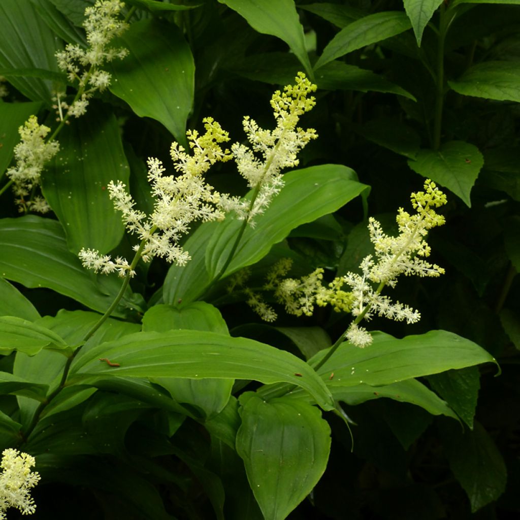 Smilacina racemosum - Traubiges Duftsiegel