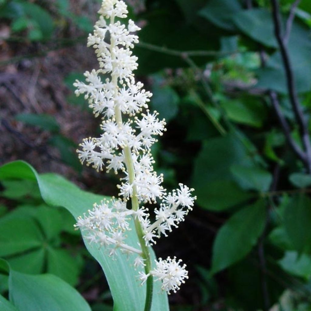 Smilacina racemosum - Traubiges Duftsiegel