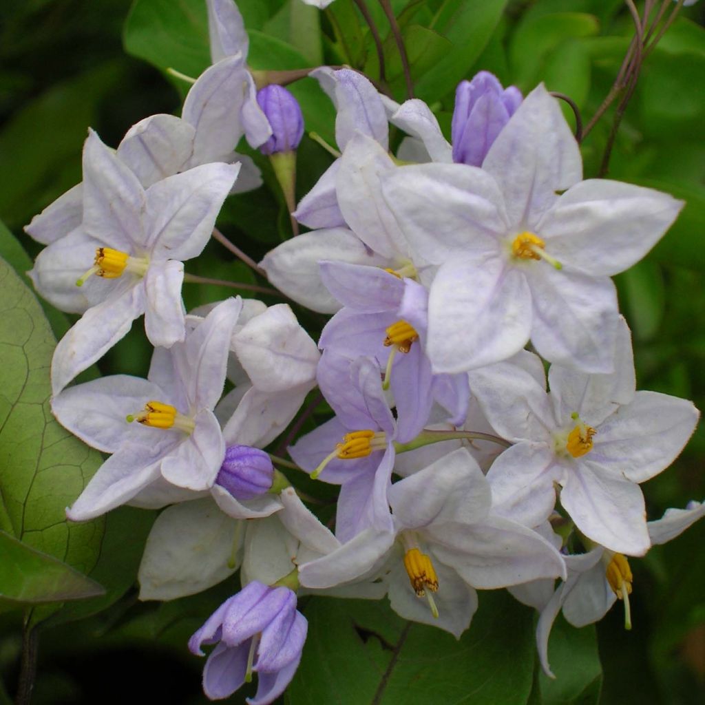 Solanum jasminoides Blue - Jasminblütige Nachtschatten