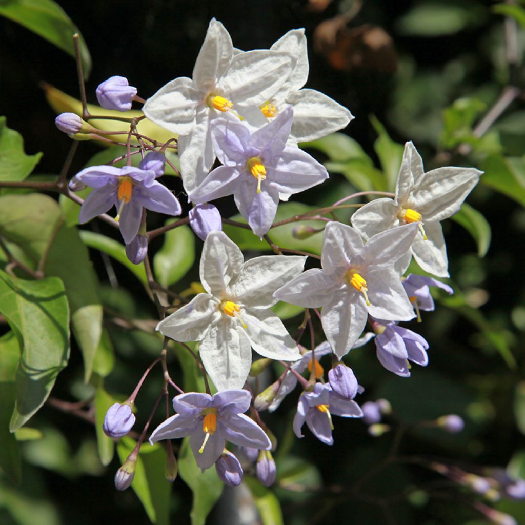 Solanum jasminoides - Jasminblütige Nachtschatten