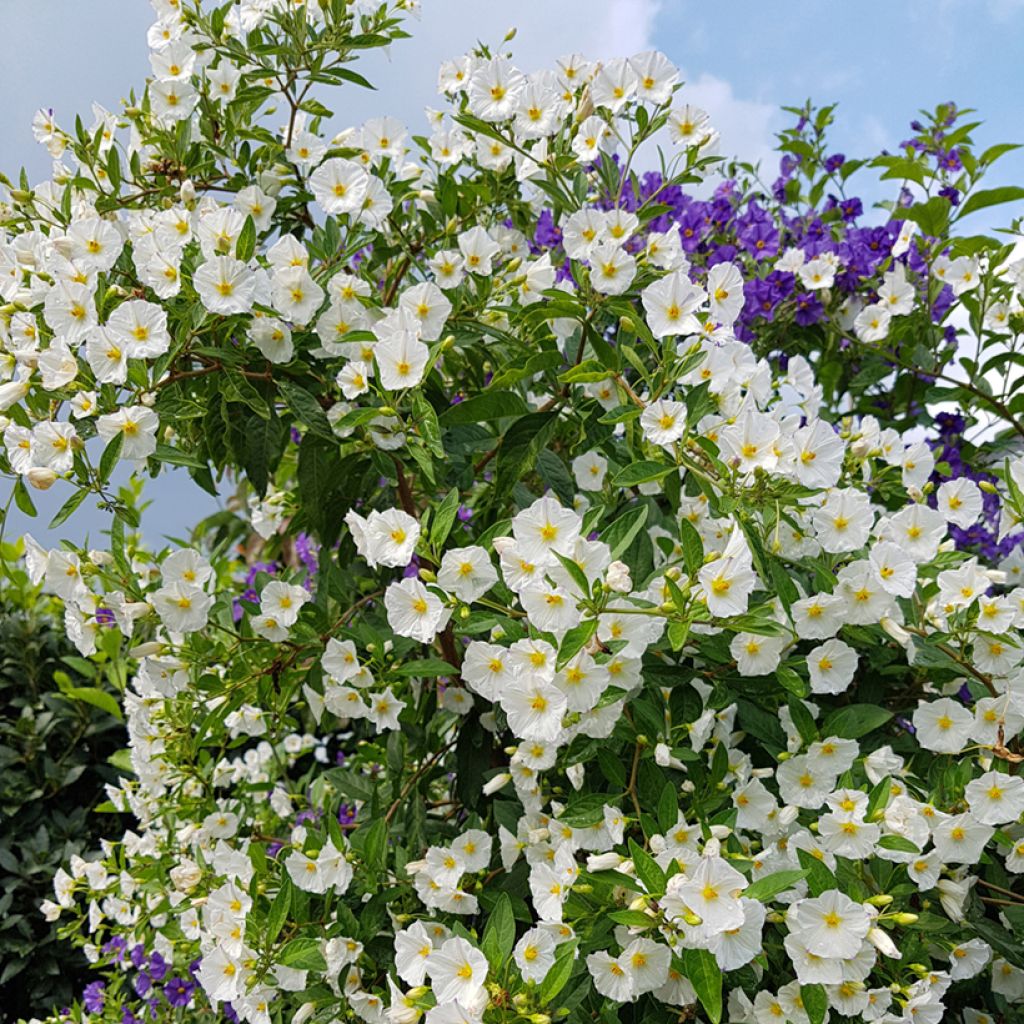 Solanum jasminoides - Morelle faux jasmin