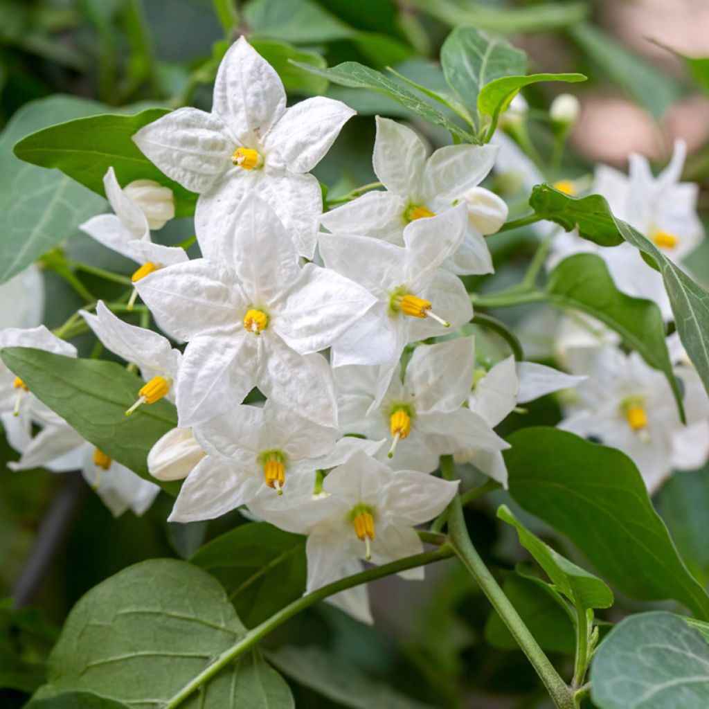 Solanum jasminoides - Morelle faux jasmin