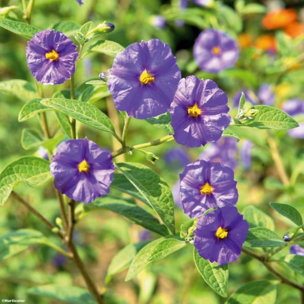 Solanum rantonnetii - Enzianstrauch