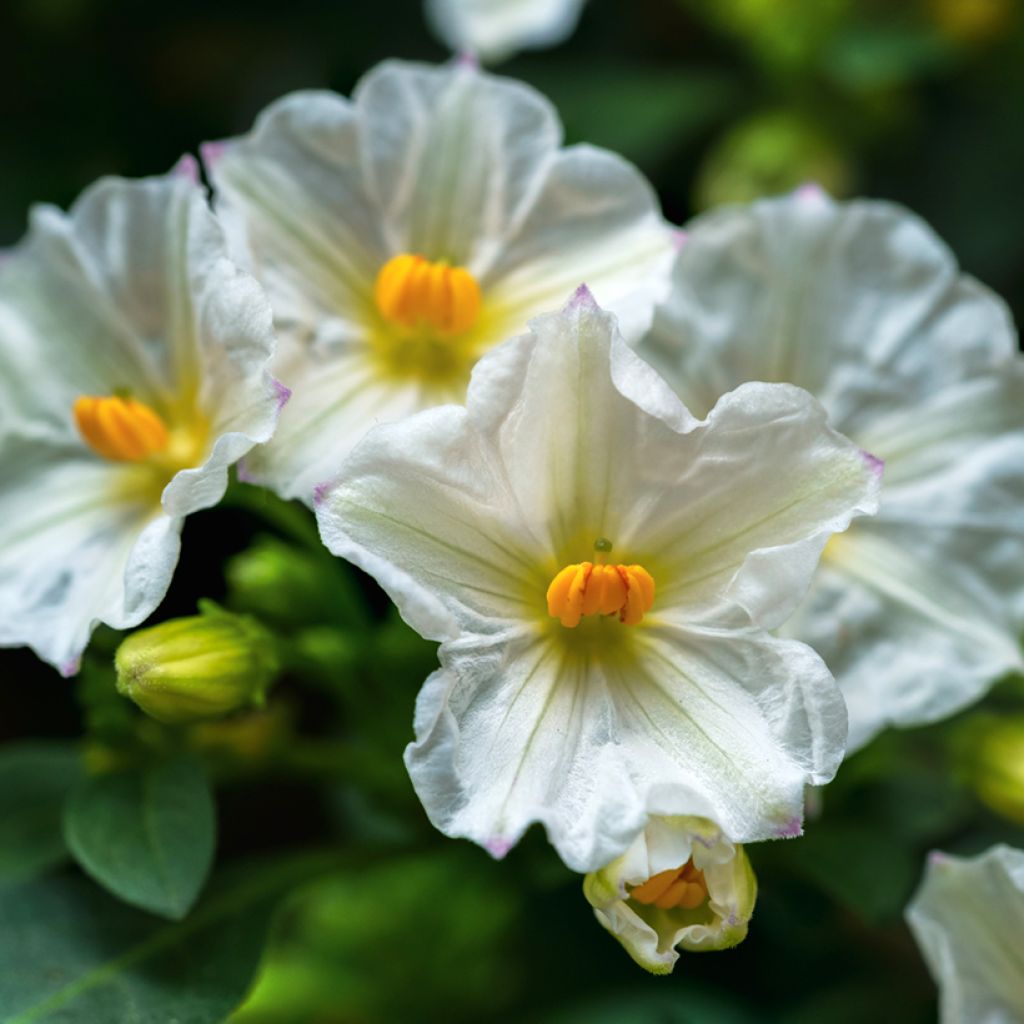 Solanum rantonnetii Charles White - Enzianstrauch