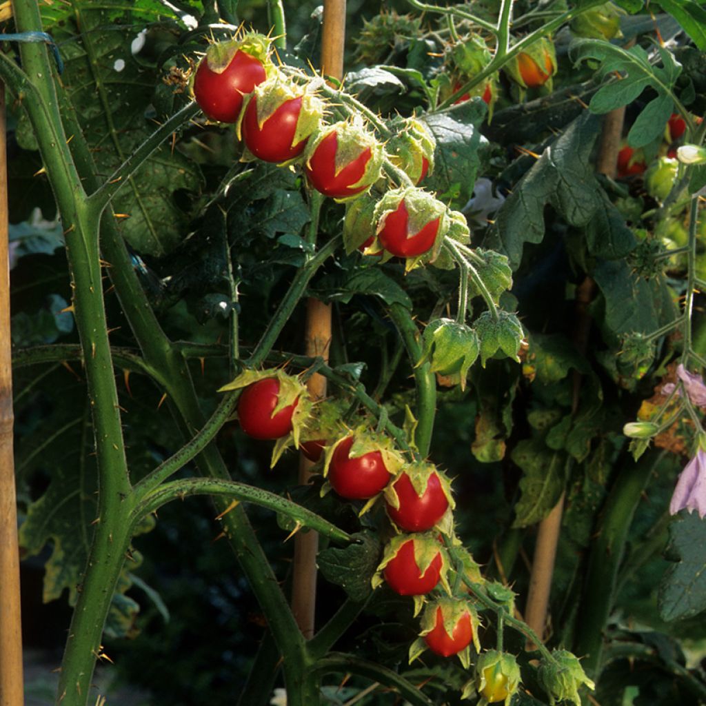 Litschi-Tomate Starbenas - Solanum sisymbriifolium