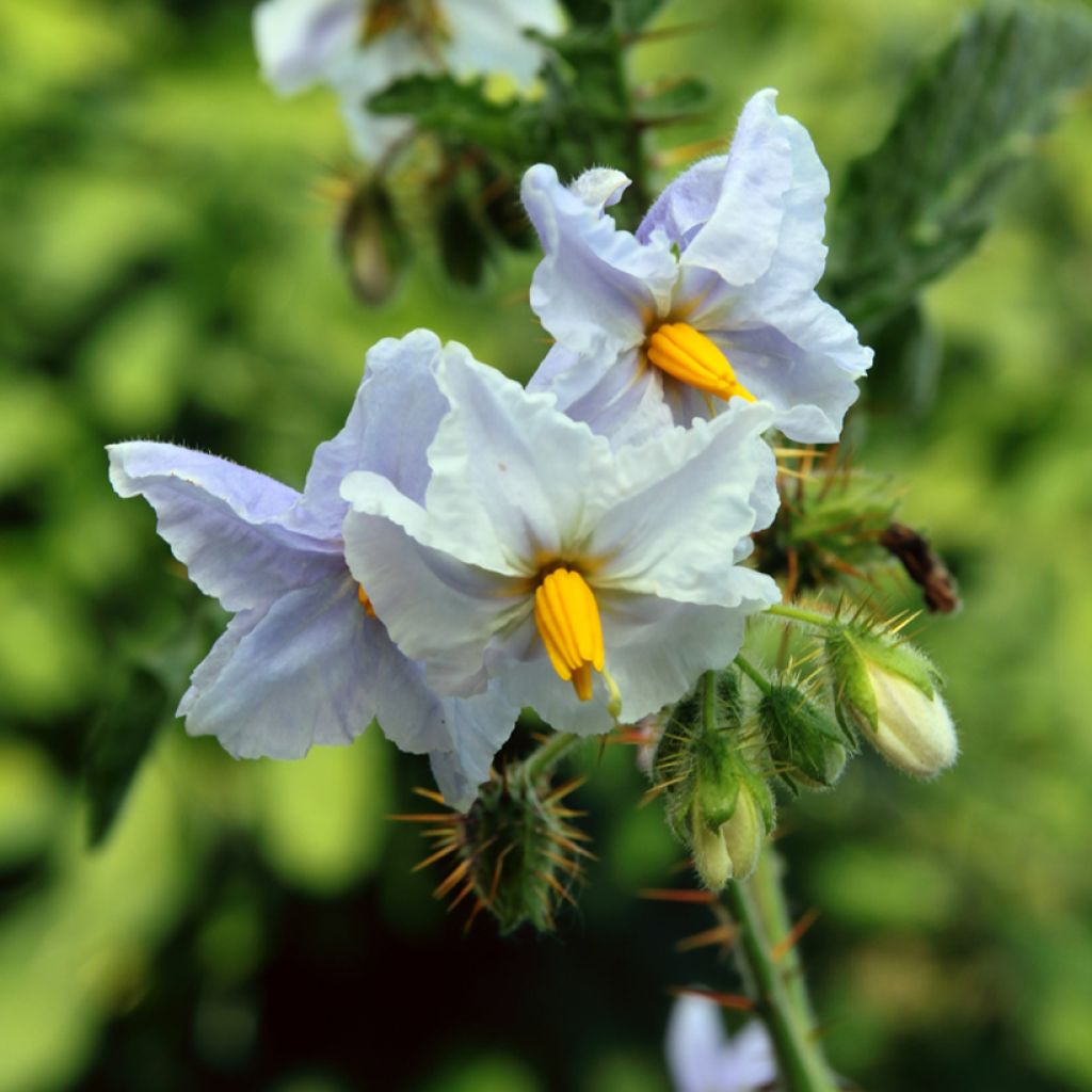 Litschi-Tomate Starbenas - Solanum sisymbriifolium