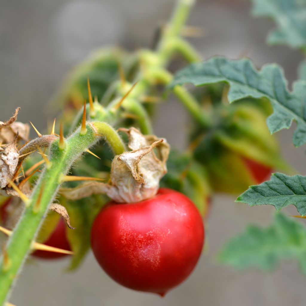 Litschi-Tomate Starbenas - Solanum sisymbriifolium