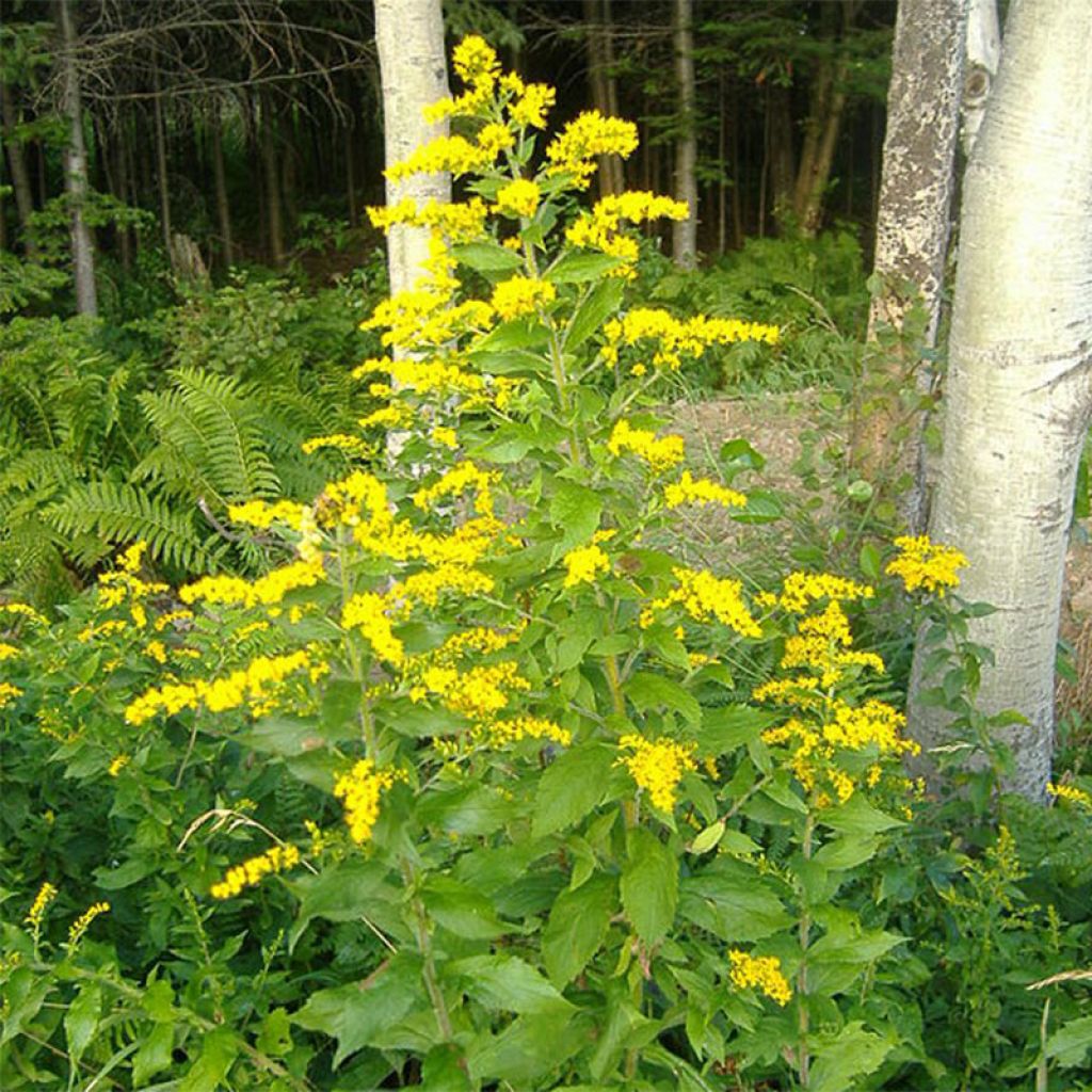 Goldrute - Solidago rugosa