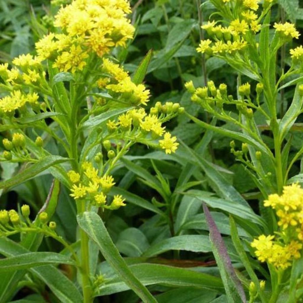 Goldrute Goldene Wellen - Solidago sempervirens