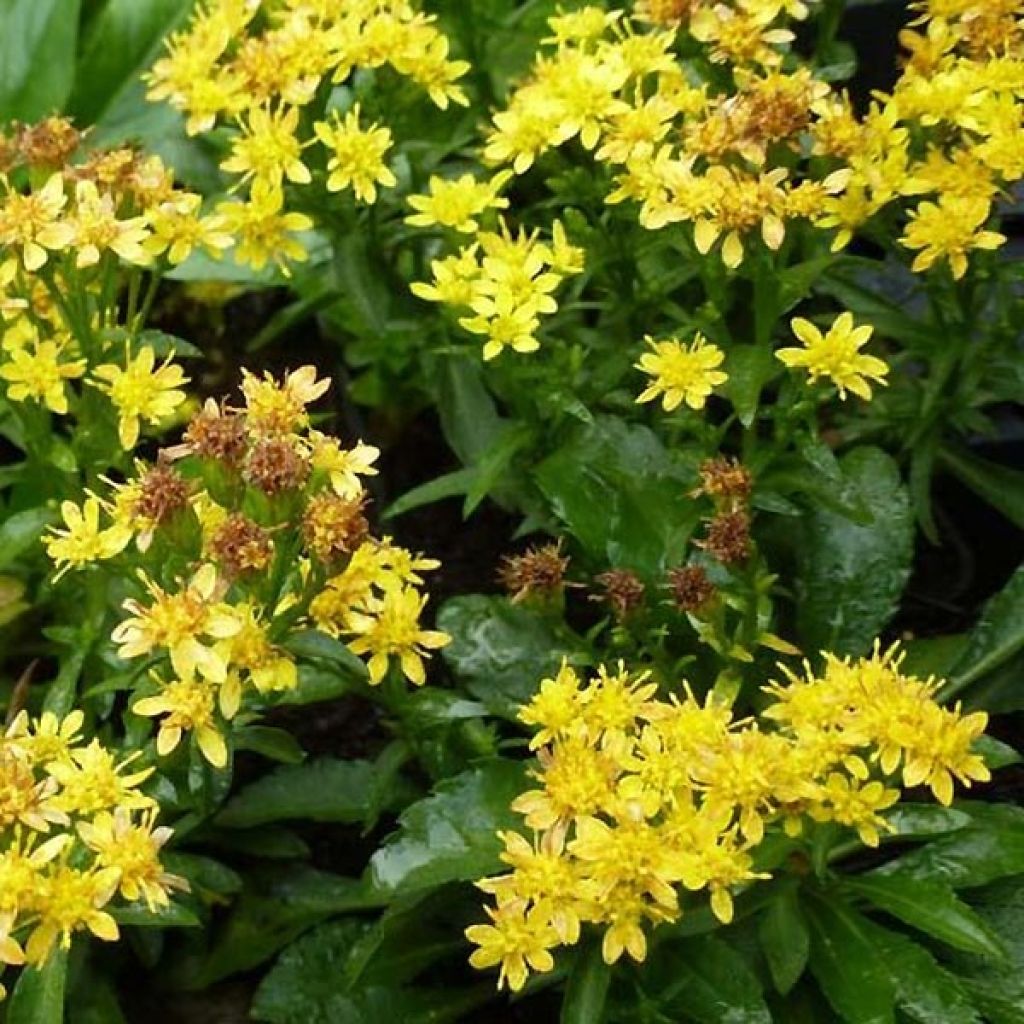 Gemeine Goldrute Minutissima - Solidago virgaurea