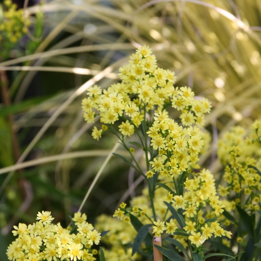 Solidaster luteus Lemore - Hybrid-Goldrute