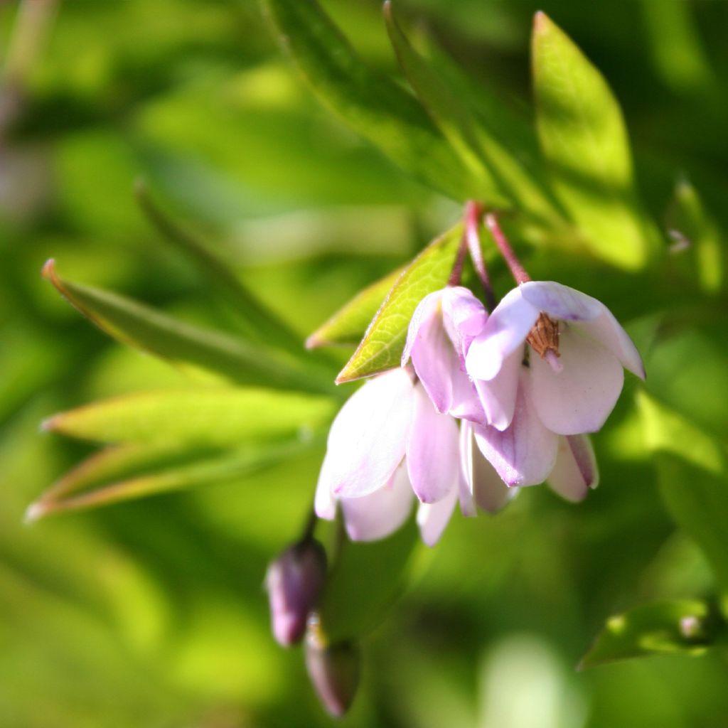 Sollya heterophylla Rosea - Sollyie